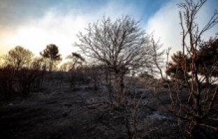 İzmir yangınında acı bilanço!