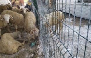 Vebadan 28 küçükbaş hayvan telef oldu