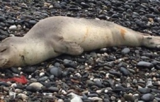 Akdeniz foku Karaburun'da kıyıya vurdu