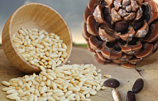 Kozak altını "Çam Fıstığı" için imzalar atıldı