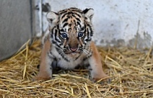 İzmir Doğal Yaşam Parkı'nda ilk defa kaplan doğdu