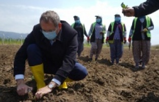 Ayvalık'ta tarım seferberliği