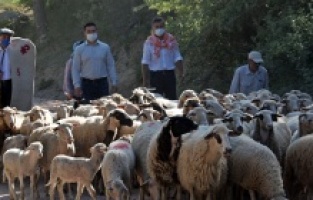 Bergama Kozak'ta serin ve otlak yaylalara büyük yolculuk