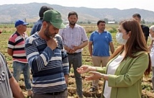 Bergama'da pamuk, Dikili'de bamya üreticilerini ziyaret etti