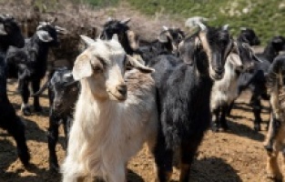 Annesiz kalan 20 oğlak Sasalı Doğal Parkı'nda