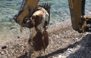 Çeşme'de sahile ithal inek ölüsü vurdu!