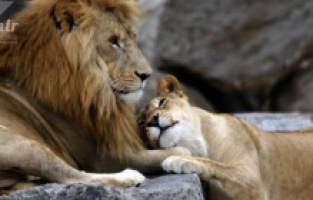 Sasalı Doğal Yaşam Parkı açılıyor