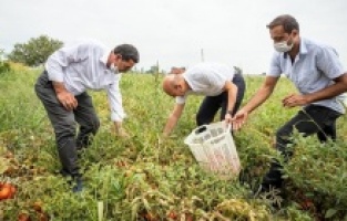 Başkan Soyer, Kınık'ta domates hasadı yaptı