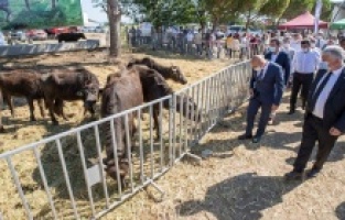 Bergama ve Kınık'ta 22 üreticiye 73 manda hibe edildi