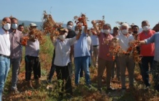 Domatesi tarlada kalan Bakırçay Havzası üreticisi isyan etti