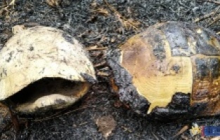 Bergama’da başlayan yangın 100 hektarlık alanı yok etti