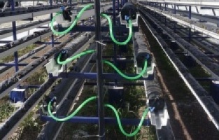 Dikili’deki sera atıl bırakıldı, kamu kaynakları heba edildi!