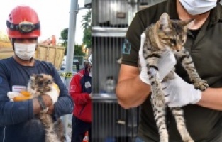 Enkazdan çıkarılan kediler tedavi altına alındı