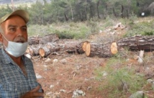Bergama Cevaplı'daki ağaç katliamına tepki!