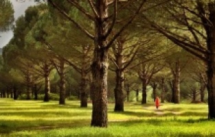 Bergama'da Türkiye’deki en kaliteli 8 bin 882 adet fıstık çamı kesilecek!