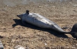 Ayvalık’ta yunus balığı sahile vurdu