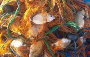 Foça'da "Yumurtalı İsparoz" bolluğu