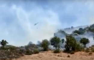 Dikili'de orman yangını!