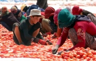 Bakırçay'da hasat zamanı