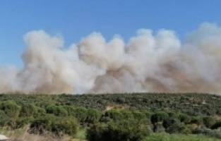 Bergama'da orman yangını! Sabotaj şüphesi var...