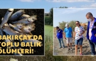 Bakırçay'da toplu balık ölümleri! "Çağrıda bulundular"