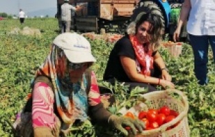 Bergama köylüsü, sermayenin işçisi değildir!