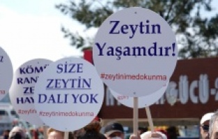 Ayvalıkta, zeytinlikleri yok edecek yönetmeliğe tepki!