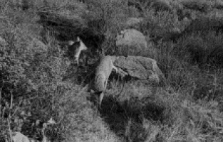 Gediz’deki yaban hayatına fotokapanlı kayıt!