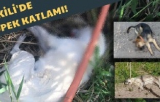 Dikili’de Köpek Katliamı!