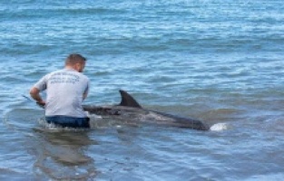 Dikili'de kıyıya vuran yunus kurtarılamadı