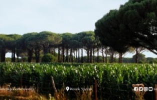 Bergama Kozak Yaylası’nda sanatçılar çalışma komisyonları kuruyor!