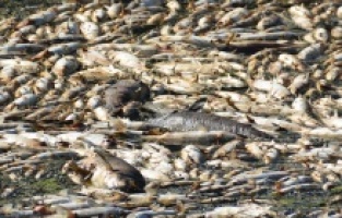 Bakırçay’da facia! Binlerce ölü balık kıyıya vurdu