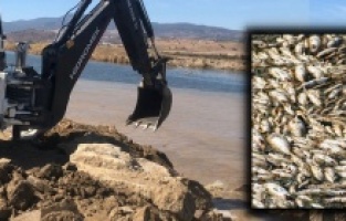 Bakırçay’da korkulan oldu! On binlerce ölü balık leşinin olduğu sular denize salındı