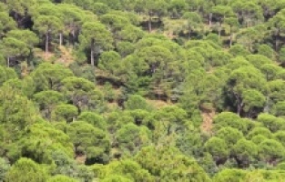 Bergama Kozak'ta çamları kurtaran karar!