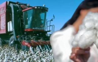 Bakırçay Ovası'nda "Beyaz Altın" zamanı