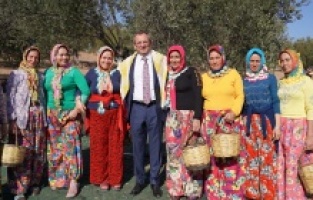 Ayvalık’ta Zeytin Hasat Festivali başladı