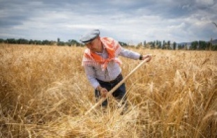 Kınıklı çiftçinin yüzü bu yıl karakılçıkla gülecek