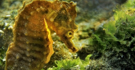 İzmir Körfezi iyileşiyor