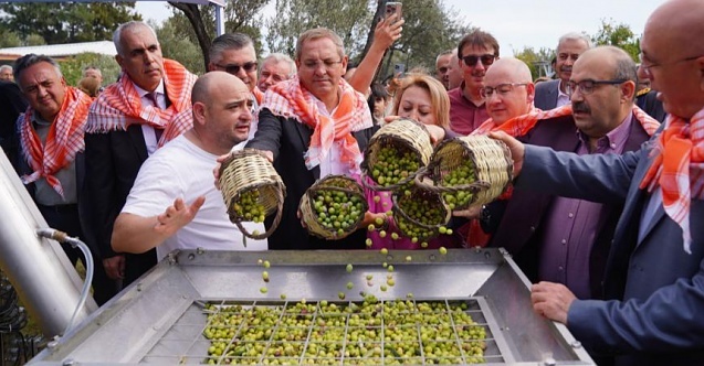 Ayvalık’ta ilk hasat ve zeytinyağı sıkımı yapıldı