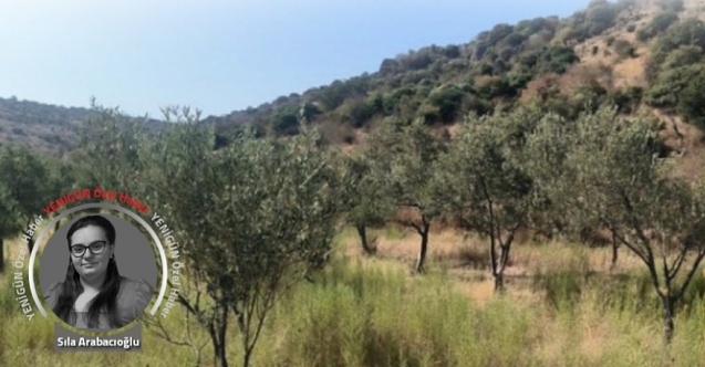 Tarıma GES darbesi! “Dikili'de tarım alanı kalmayacak”