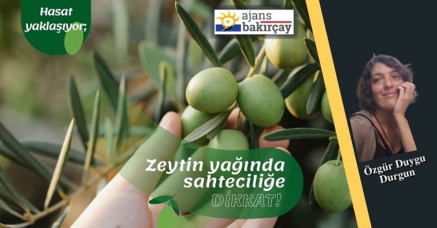 Hasat yaklaşıyor; zeytinyağında sahteciliğe dikkat!