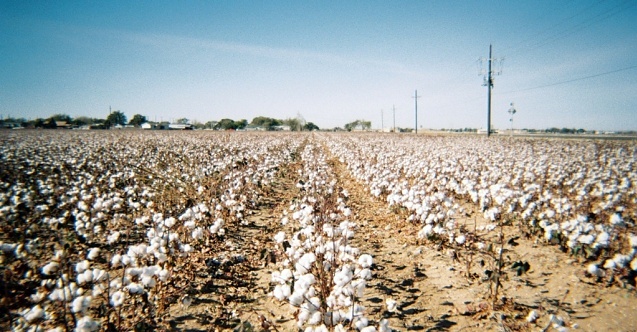 Bergama’nın pamuk arazilerine RES tehdidi