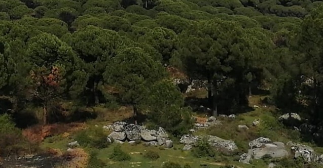 Kozak'a dinamite Bakanlık onayı! 4 bin ağaç kesilecek...