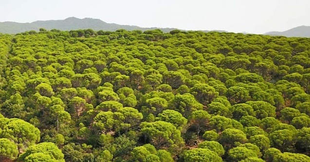 4 bin ağaç kesilecek… Kozak’a dinamit!